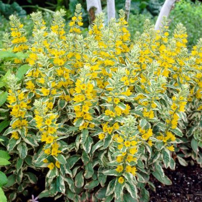 Lysimachia punctata Alexander, Praktlysing