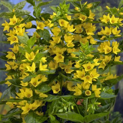 Lysimachia punctata Hometown Hero, Praktlysing