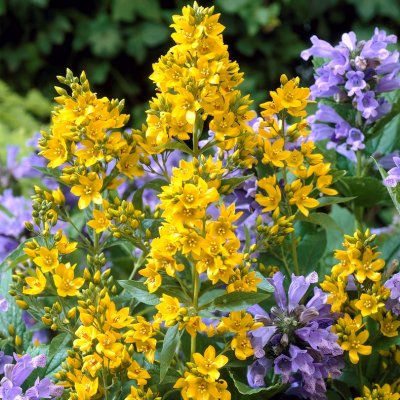 Lysimachia vulgaris, Strandlysing, P9cm