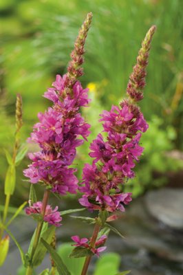 Lythrum salicaria, Fackelblomster, P9cm