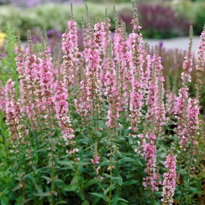 Lythrum salicaria Blush, Fackelblomster, P9cm