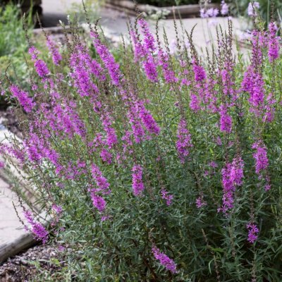 Lythrum virgatum Dropmore Purple, Smalt Fackelblomster