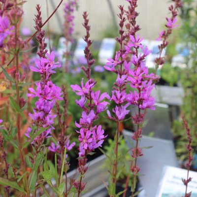 Lythrum virgatum Dropmore Scarlet, Smalt Fackelblomster, C11,5cm