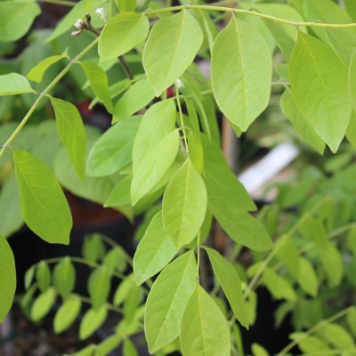 Maackia amurensis, Maackia