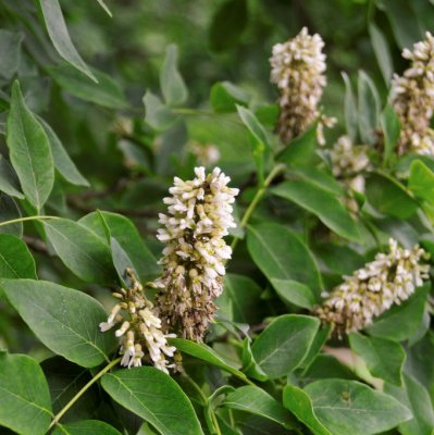 Maackia amurensis, Maackia