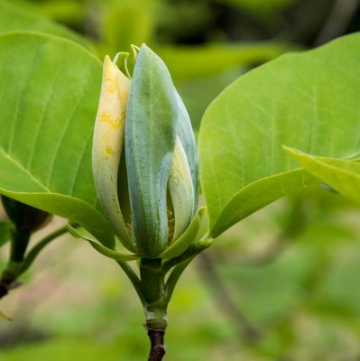 Magnolia acuminata Blue Opal, Magnolia