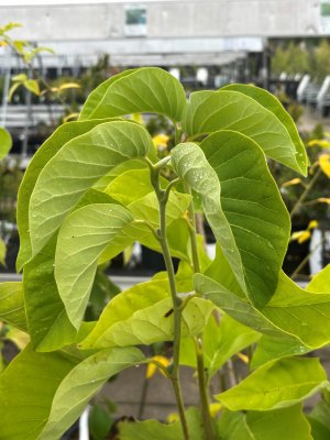 Magnolia acuminata Blue Baby, Poppelmagnolia