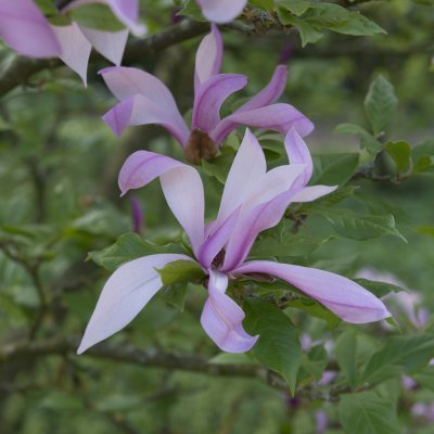 Magnolia liliiflora Betty, Rosenmagnolia, 50-60 C5