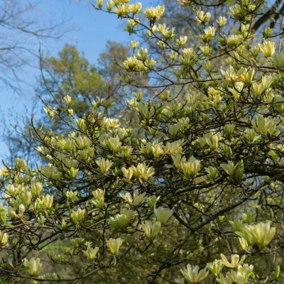 Magnolia