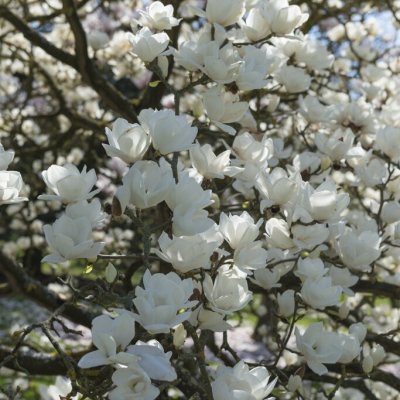 Magnolia denudata Double Diamond