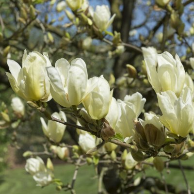 Magnolia Elizabeth, Magnolia