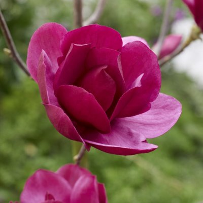 Magnolia Emperor ®, Magnolia