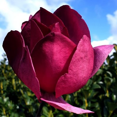 Magnolia Emperor ®, Magnolia