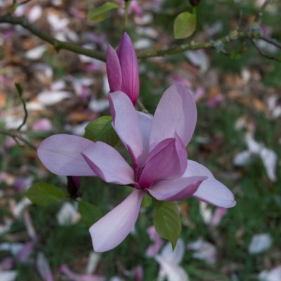 Magnolia liliiflora Galaxy, Rosenmagnolia, 180 stam C25