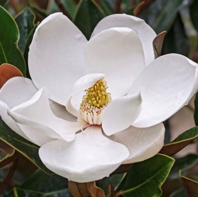 Magnolia grandiflora, Kungsmagnolia, 60-80 C5