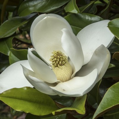 Magnolia grandiflora Kay Paris