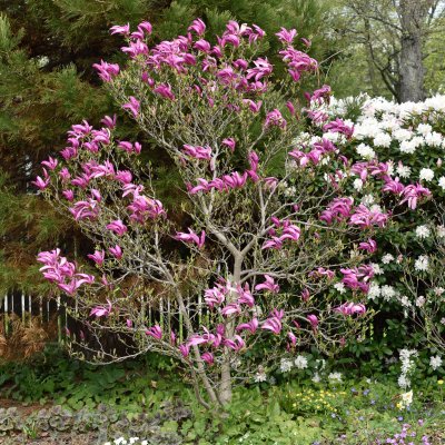 Magnolia liliiflora Susan, Rosenmagnolia