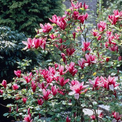 Magnolia liliiflora Nigra, Rosenmagnolia