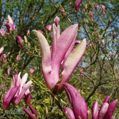 Magnolia liliiflora Susan, Rosenmagnolia, 60-80 C