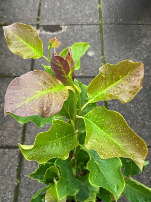 Magnolia Longblomma, Magnolia