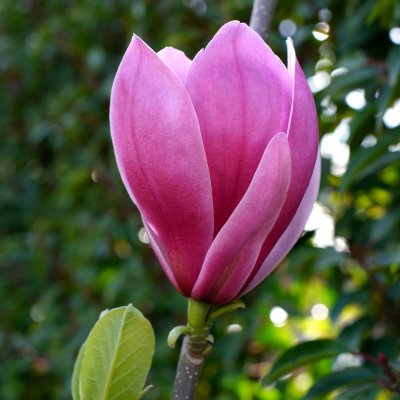 Magnolia March Til Frost, Magnolia