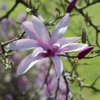 Magnolia Randy