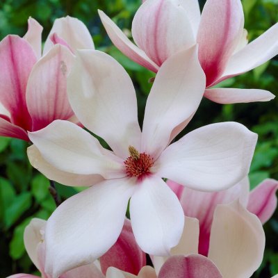 Magnolia x soulangeana Red Lucky (Hong Yun), Praktmagnolia, 80-100 C7,5