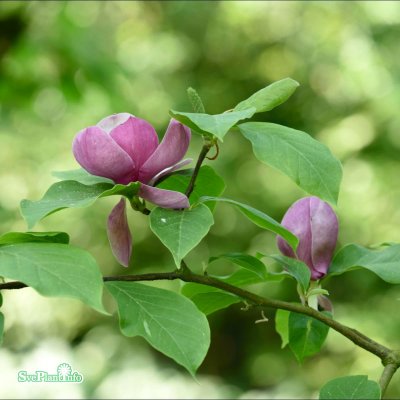 Magnolia x soulangeana Lennei, Praktmagnolia, 60-80 C5