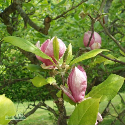 Magnolia x soulangeana Rustica Rubra, Praktmagnolia, 60-80 C5