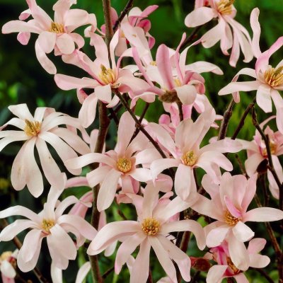 Magnolia stellata Rosea, Stjärnmagnolia