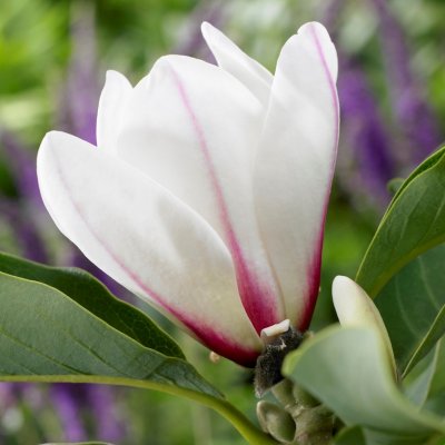 Magnolia concinna Sunrise, Magnolia