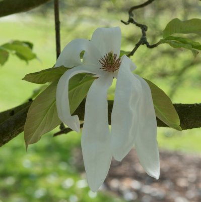 Magnolia salicifolia Wada´s Memory, Pilbladsmagnolia