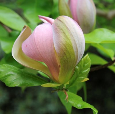 Magnolia x brooklynensis Woodsman, Brooklynmagnolia, 40-50 C3