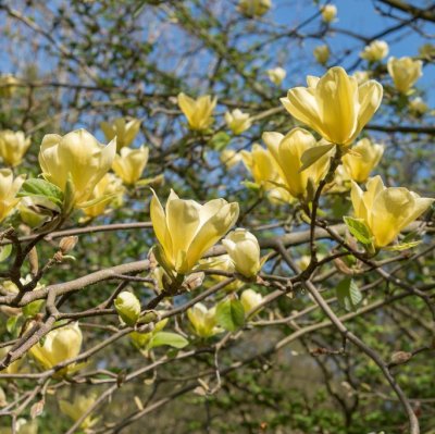 Magnolia x brooklynensis Yellow Bird, Brooklynmagnolia