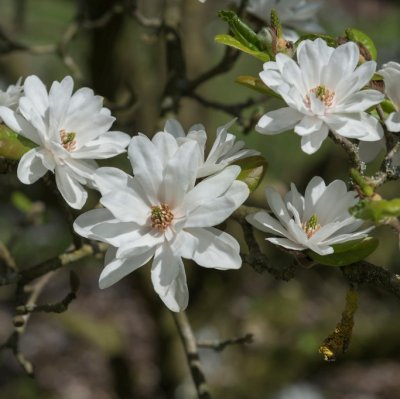 Magnolia x loebneri Mag´s Pirouette, Hybridmagnolia, 40-60 C2