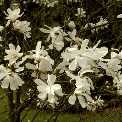 Magnolia x loebneri Merrill, Hybridmagnolia, 80 stam C7,5