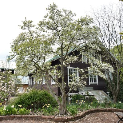 Magnolia x loebneri Merrill, Hybridmagnolia