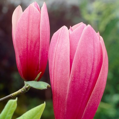 Magnolia x soulangeana Rustica Rubra, Praktmagnolia, 60-80 C5