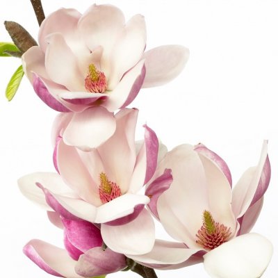 Magnolia x soulangeana Satisfaction, Praktmagnolia, 120 stam C12