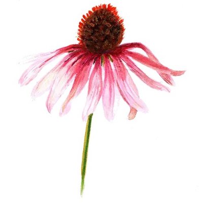 Solhatt, Röd, Magnus