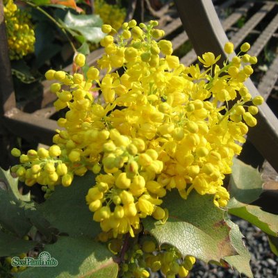 Mahonia aquifolium Apollo, Mahonia, 25-30 C