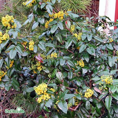 Mahonia aquifolium Smaragd, Mahonia, 40-50 C5
