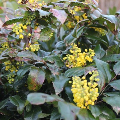 Mahonia aquifolium Smaragd, Mahonia, 40-50 C5