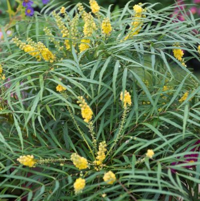 Mahonia eurybracteata Soft Caress ®, Bräkenmahonia, 25-30 C1,5