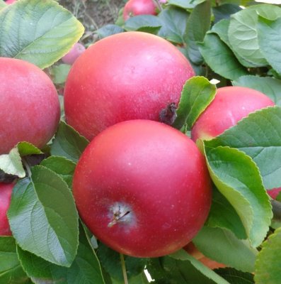 Malus domestica Amorosa ® (Röd Aroma), Buskäpple