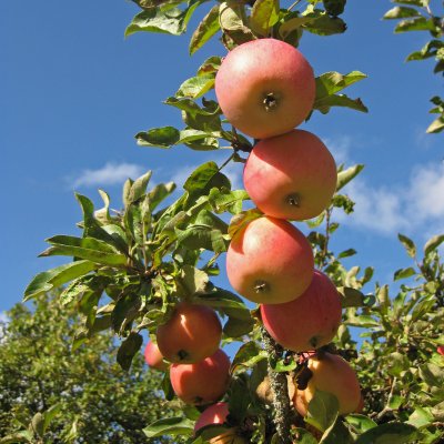 Vinteräpple, Åkerö E, Södermanlands Landskapsäpple, Låg Stam, stam B9 C10