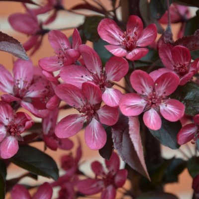 Malus toringo Aros ®, Rönnbärsapel, 50-60 C6