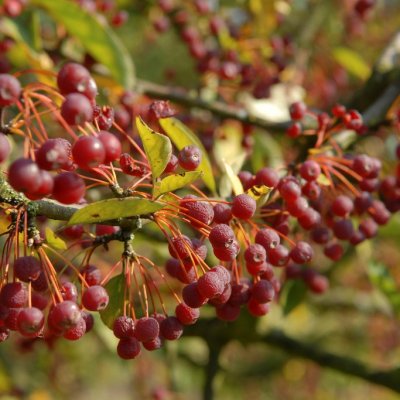 Malus Coralburst (Coralcole ®), Prydnadsapel, 120 stam C7,5