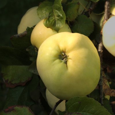 Höstäpple, Antonovka, stam A2 C10