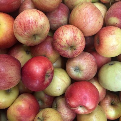 Malus domestica Aroma E